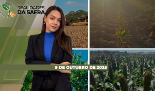 Realidades da Safra - Notícias Agrícolas