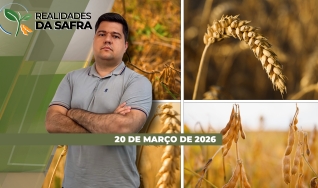 Realidades da Safra - Notícias Agrícolas
