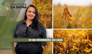 Realidades da Safra - Notícias Agrícolas