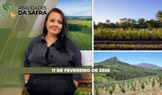 Realidades da Safra - Notícias Agrícolas
