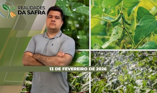 Realidades da Safra - Notícias Agrícolas