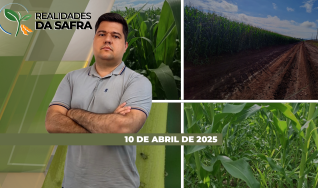 Realidades da Safra - Notícias Agrícolas