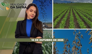 Realidades da Safra - Notícias Agrícolas