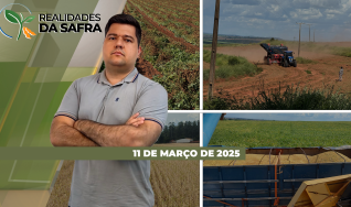 Realidades da Safra - Notícias Agrícolas