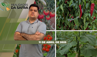 Realidades da Safra - Notícias Agrícolas