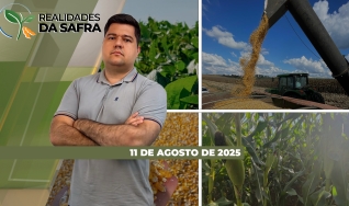 Realidades da Safra - Notícias Agrícolas