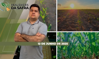 Realidades da Safra - Notícias Agrícolas