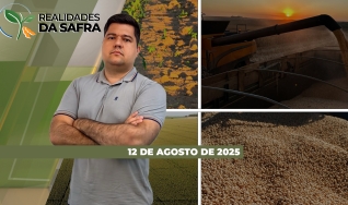 Realidades da Safra - Notícias Agrícolas