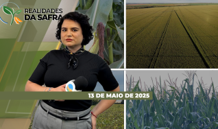 Realidades da Safra - Notícias Agrícolas