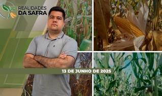 Realidades da Safra - Notícias Agrícolas