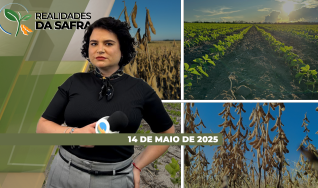 Realidades da Safra - Notícias Agrícolas