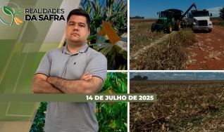 Realidades da Safra - Notícias Agrícolas