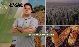 Realidades da Safra - Notícias Agrícolas