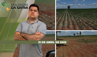 Realidades da Safra - Notícias Agrícolas