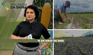 Realidades da Safra - Notícias Agrícolas