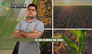 Realidades da Safra - Notícias Agrícolas