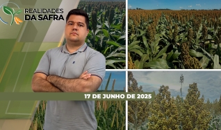 Realidades da Safra - Notícias Agrícolas