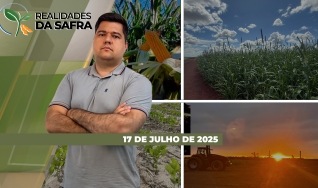 Realidades da Safra - Notícias Agrícolas