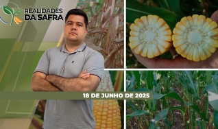 Realidades da Safra - Notícias Agrícolas