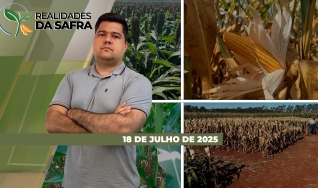Realidades da Safra - Notícias Agrícolas