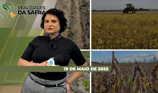 Realidades da Safra - Notícias Agrícolas