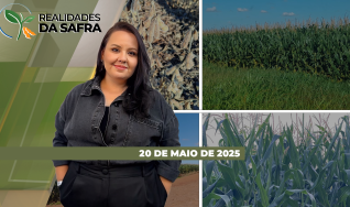 Realidades da Safra - Notícias Agrícolas
