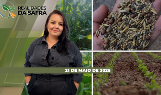Realidades da Safra - Notícias Agrícolas
