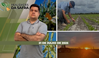 Realidades da Safra - Notícias Agrícolas