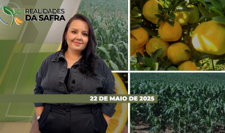 Realidades da Safra - Notícias Agrícolas