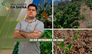 Realidades da Safra - Notícias Agrícolas