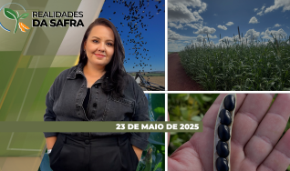 Realidades da Safra - Notícias Agrícolas