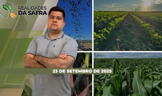 Realidades da Safra - Notícias Agrícolas