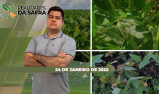 Realidades da Safra - Notícias Agrícolas
