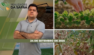 Realidades da Safra - Notícias Agrícolas