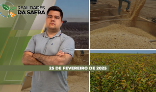 Realidades da Safra - Notícias Agrícolas