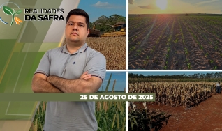 Realidades da Safra - Notícias Agrícolas