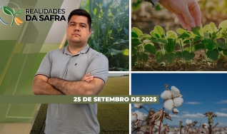 Realidades da Safra - Notícias Agrícolas