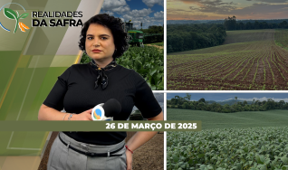 Realidades da Safra - Notícias Agrícolas