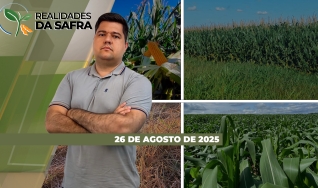 Realidades da Safra - Notícias Agrícolas