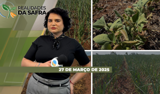 Realidades da Safra - Notícias Agrícolas