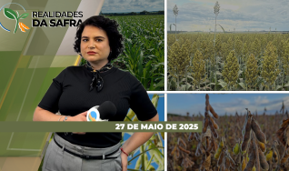 Realidades da Safra - Notícias Agrícolas
