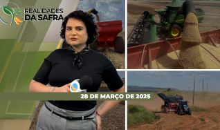 Realidades da Safra - Notícias Agrícolas