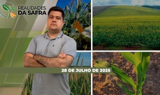 Realidades da Safra - Notícias Agrícolas