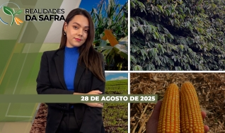 Realidades da Safra - Notícias Agrícolas