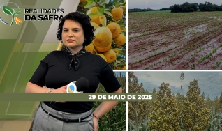 Realidades da Safra - Notícias Agrícolas