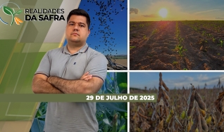Realidades da Safra - Notícias Agrícolas