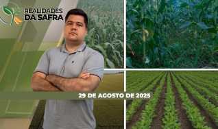Realidades da Safra - Notícias Agrícolas