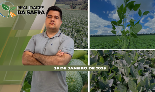 Realidades da Safra - Notícias Agrícolas