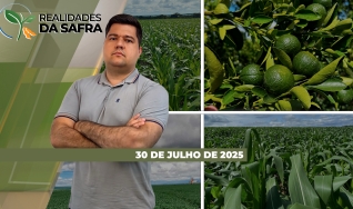 Realidades da Safra - Notícias Agrícolas