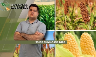 Realidades da Safra - Realidades da Safra